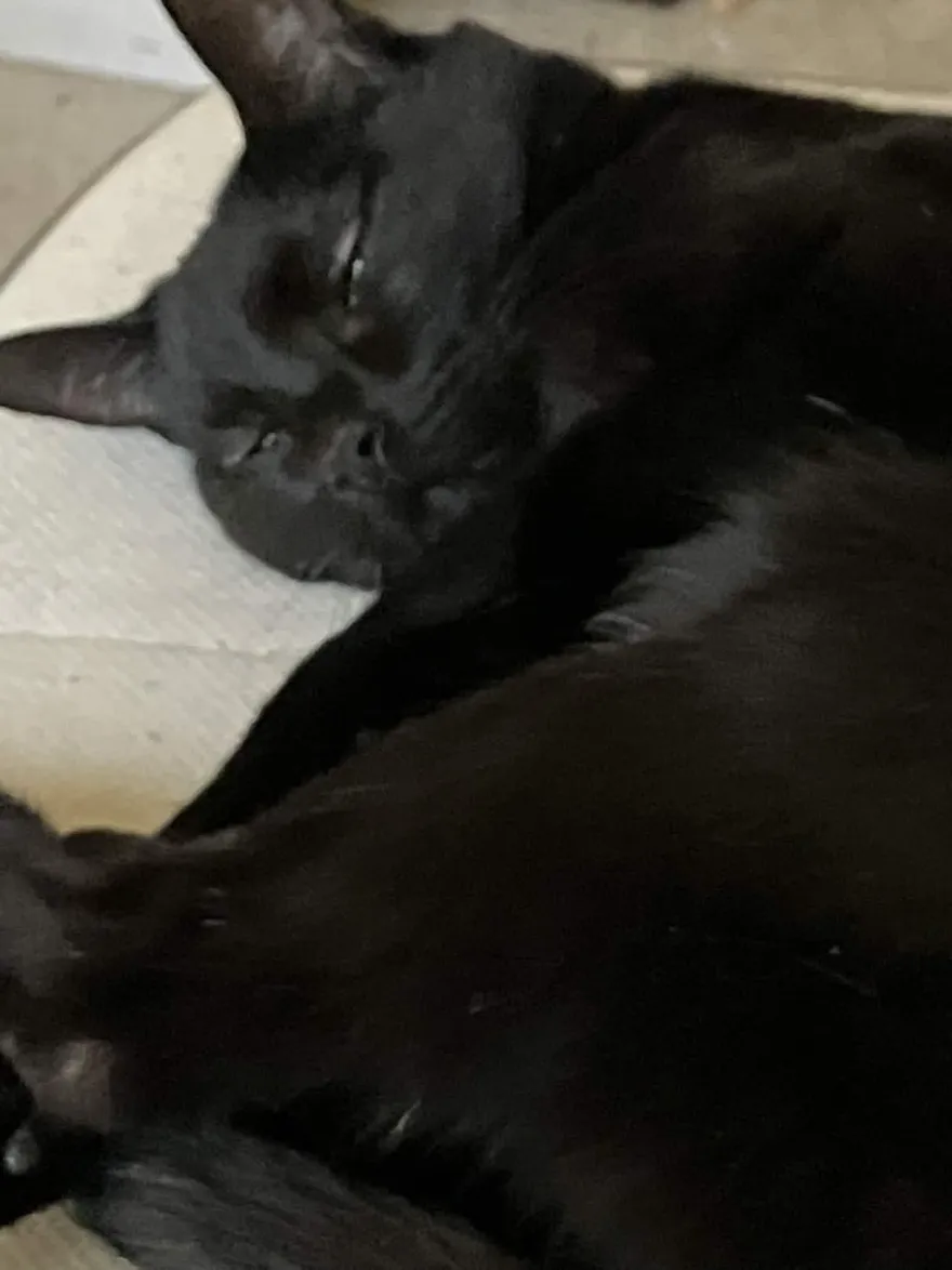 lucy :3 me cat